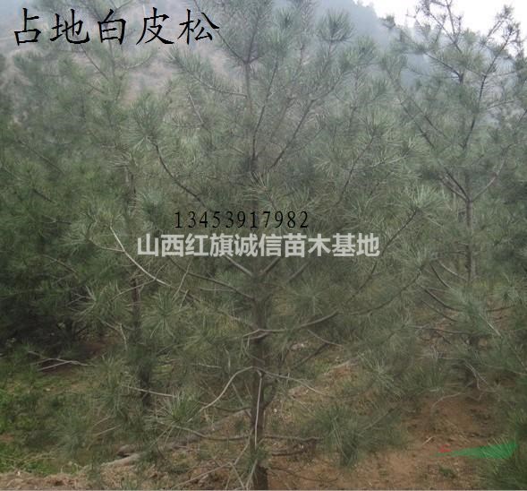 5米白皮松、白皮松營養(yǎng)袋、3米白皮松價格、白皮松、白皮松營養(yǎng)袋
