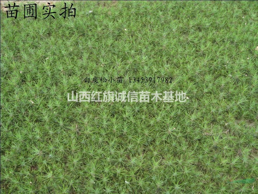 5米白皮松、白皮松營養(yǎng)袋、3米白皮松價格、白皮松、白皮松營養(yǎng)袋