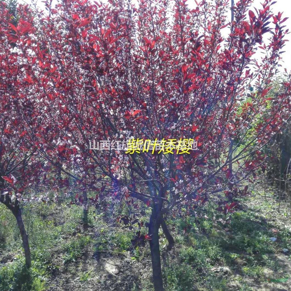 3公分紫葉矮櫻便宜.5公分紫葉矮櫻價(jià)格.12公分紫葉矮櫻小苗.山西紫葉矮櫻