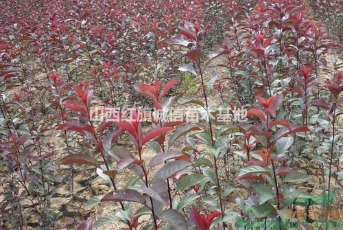 3公分紫葉矮櫻便宜.5公分紫葉矮櫻價(jià)格.12公分紫葉矮櫻小苗.山西紫葉矮櫻