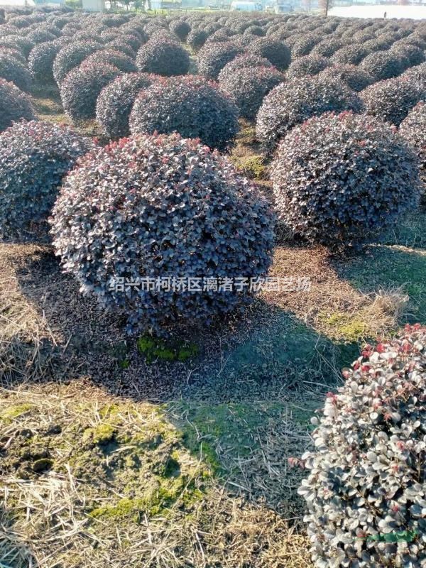 紅花繼木