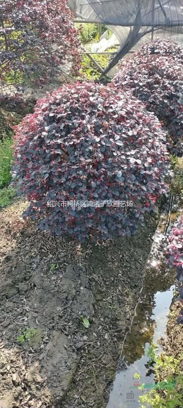 紅花繼木