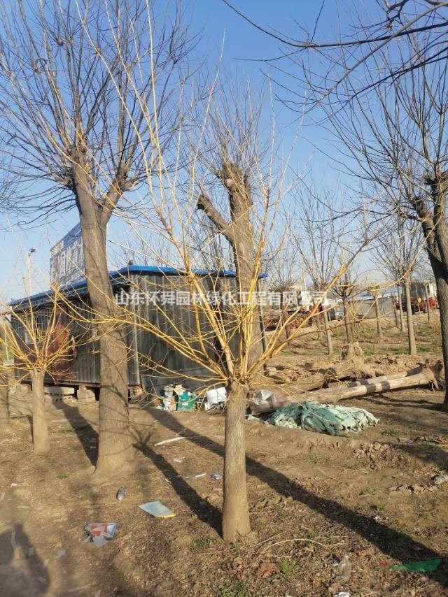 黃金槐什么價(jià)格