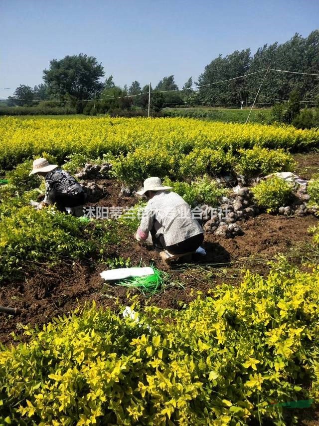 基地直銷金葉女貞工程苗