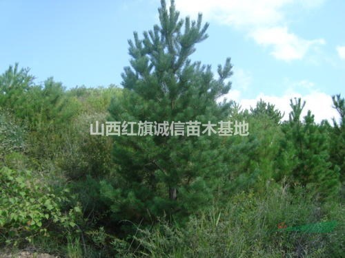 1米5米樟子松、兩米樟子松、3米樟子松、2米5樟子松、3米5 米樟子松