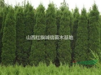 1米蜀儈價(jià)格、1.5米蜀儈、2米5蜀儈、3米蜀儈、3.5米蜀儈、4蜀儈價(jià)格