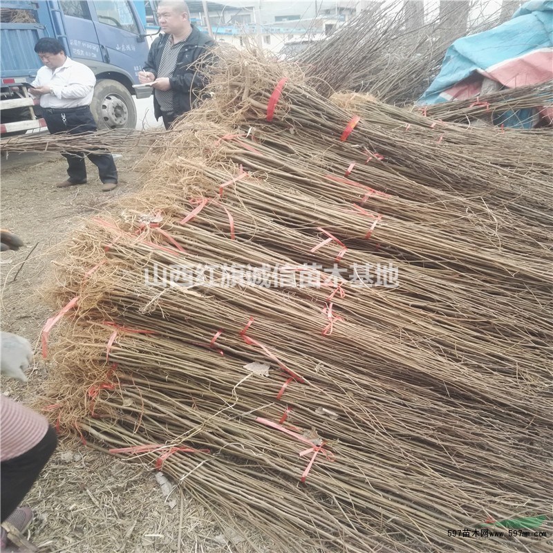 3公分刺槐. 洋槐刺槐、8公分刺槐、香花槐刺槐苗.5公分刺槐