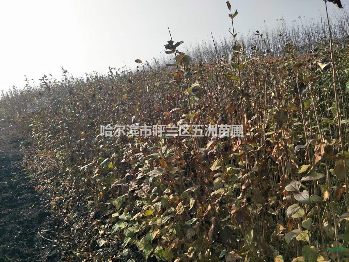黑龙江哈尔滨苗木基地苗圃出售工程苗；三角枫（茶条槭）80cm,1米,1.2米大量有货