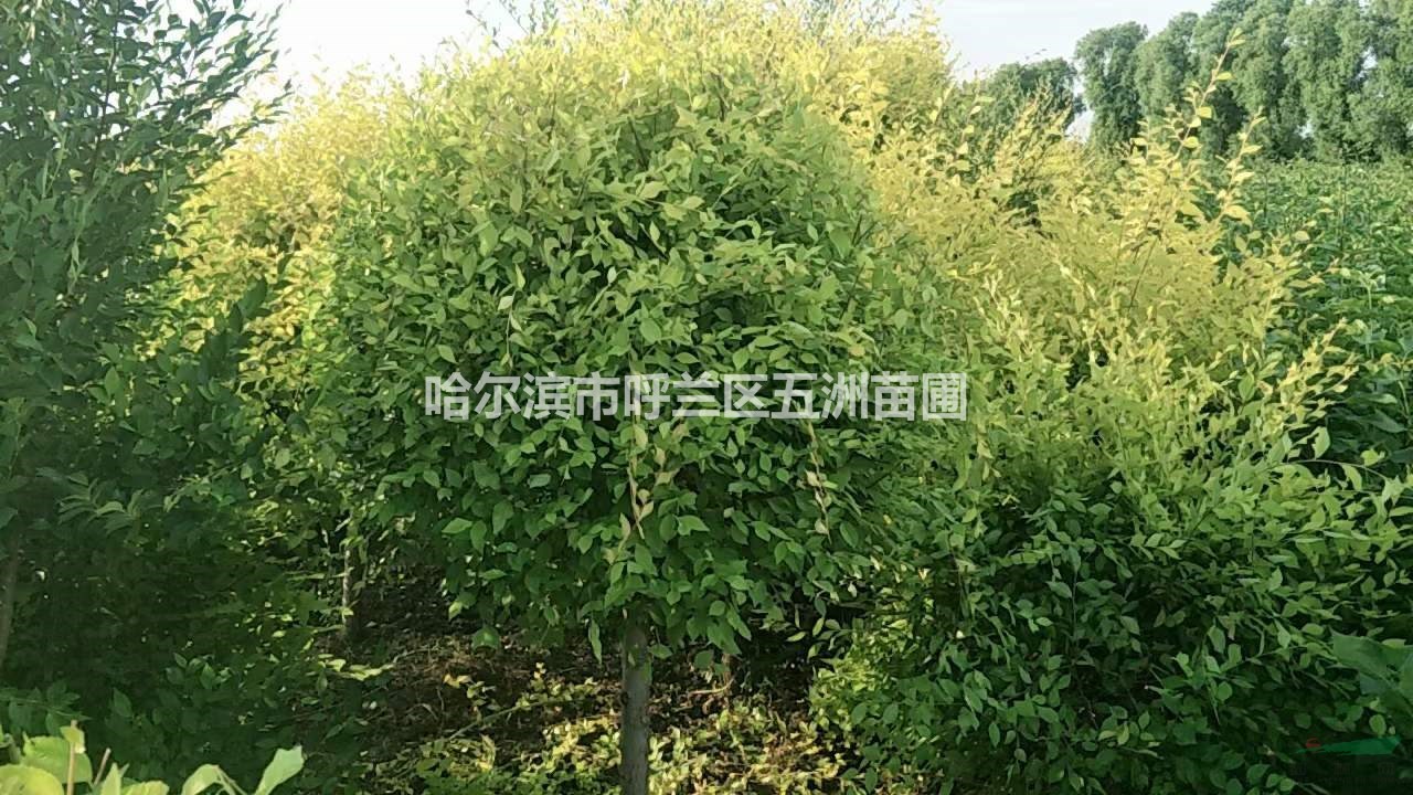 黑龙江哈尔滨苗木基地苗圃出售工程苗；金叶榆球，树杆粗3-4公分，接点80-1米，球直径80-1米