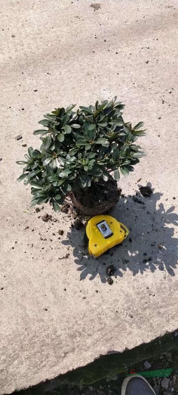 矮婆鵑冠20厘米
