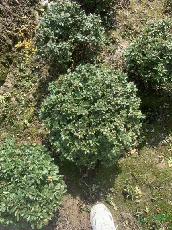 矮婆鵑冠40-50厘米