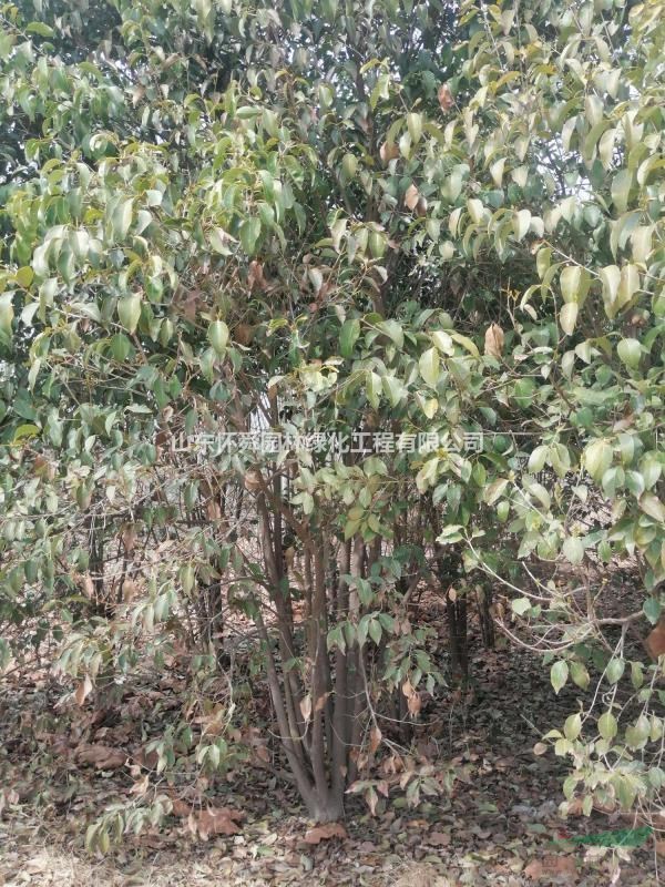 從生女貞1-5米從生女貞那里有！山東懷舜園林