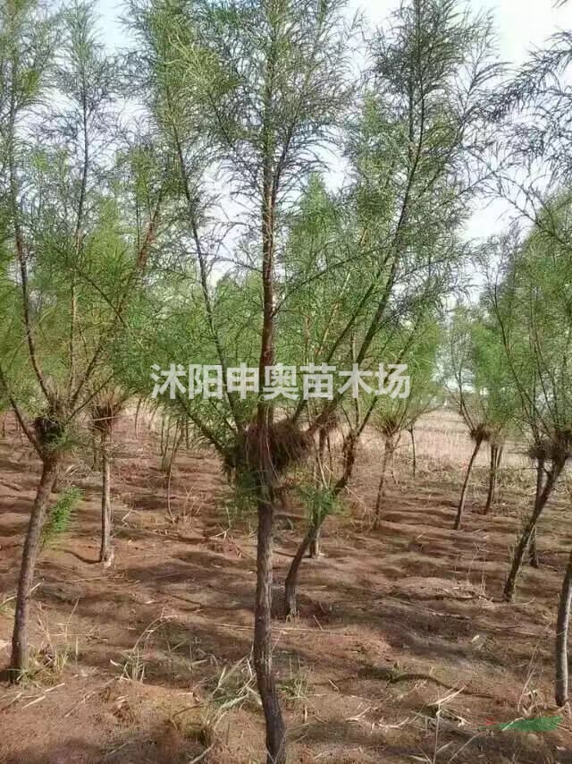 江蘇供應(yīng)檉柳基地/叢生檉柳苗圃/叢生檉柳照片/叢生檉柳/叢生檉柳價格