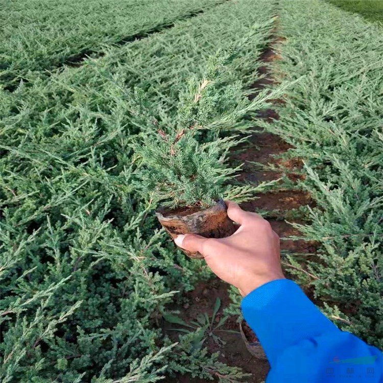 江蘇苗圃批發(fā) 鋪地柏又名爬地柏 工程綠化苗木 地被植物 四季常青