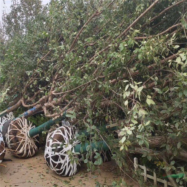 庭院綠化行道樹(shù)苗 流蘇樹(shù)苗 四月雪油根子小苗嫁接桂花砧木