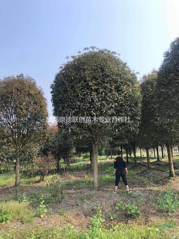 成都温江郫县高杆桂花1.7分枝桂花树15-20公分出售