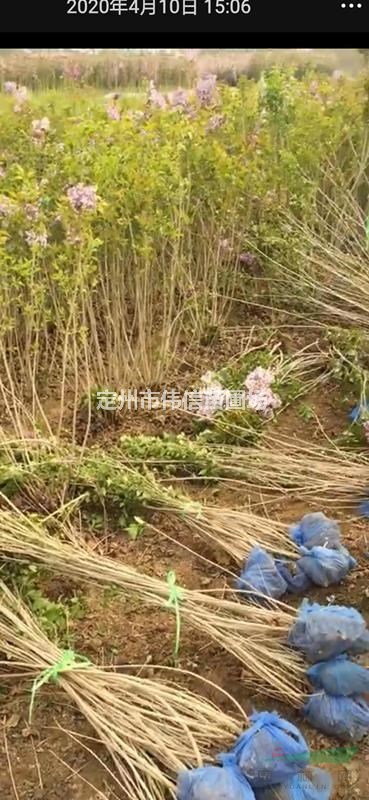 二年生紫丁香產(chǎn)地直銷(xiāo)，河北紫丁香報(bào)價(jià)，河北紫丁香批發(fā)