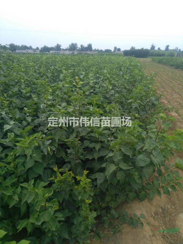 二年生紫丁香產(chǎn)地直銷(xiāo)，河北紫丁香報(bào)價(jià)，河北紫丁香批發(fā)
