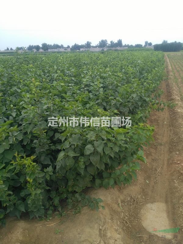 二年生紫丁香產(chǎn)地直銷(xiāo)，河北紫丁香報(bào)價(jià)，河北紫丁香批發(fā)