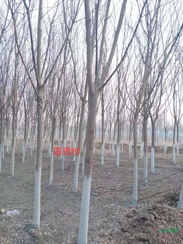 衡水桃城区大量出售园林绿植—国槐树