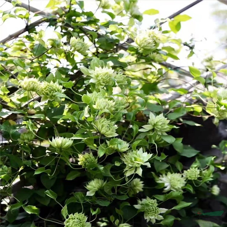 大量批發(fā) 鐵線蓮 円空 風之森林 水面妖精 棚架花廊爬藤植物 花型飽滿 顏值高  小苗杯苗大小規(guī)格