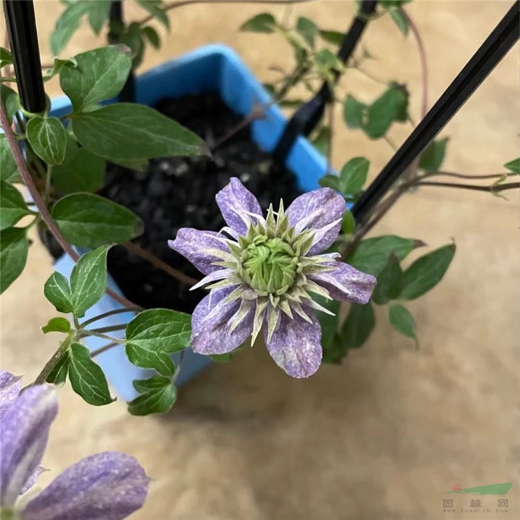 大量批發(fā) 鐵線蓮 円空 風之森林 水面妖精 棚架花廊爬藤植物 花型飽滿 顏值高  小苗杯苗大小規(guī)格