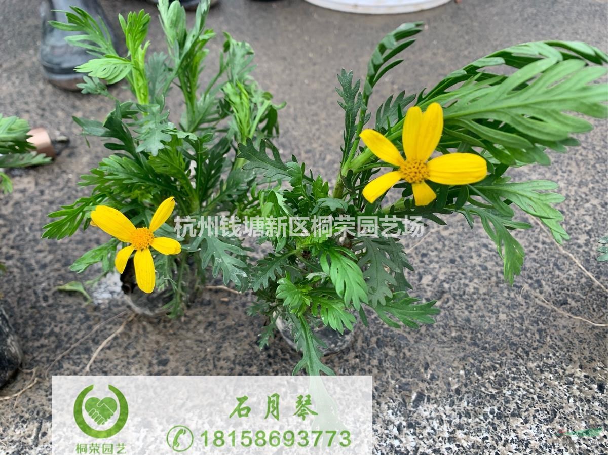 黃金菊小杯