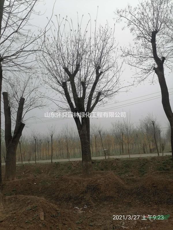 國(guó)槐50公分大國(guó)槐什么價(jià)格