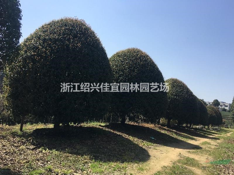 精品桂花，精品桂花