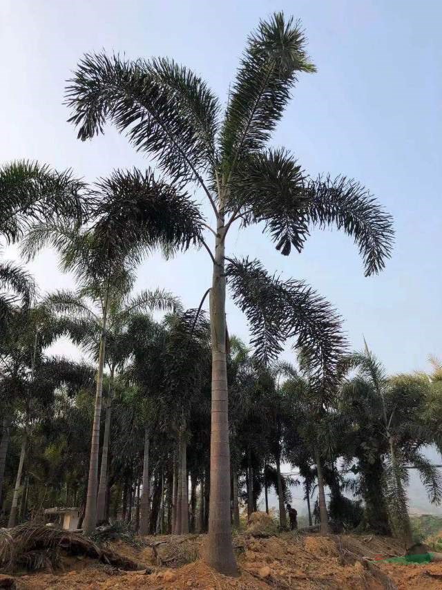 狐尾椰子