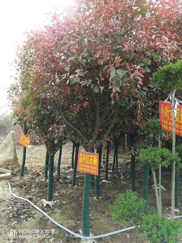 高桿紅葉石楠