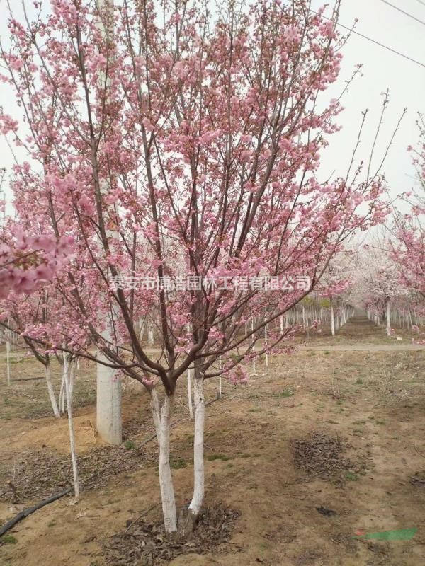 叢生櫻花，粉紅佳人，需要的老板聯(lián)系我17605481435
