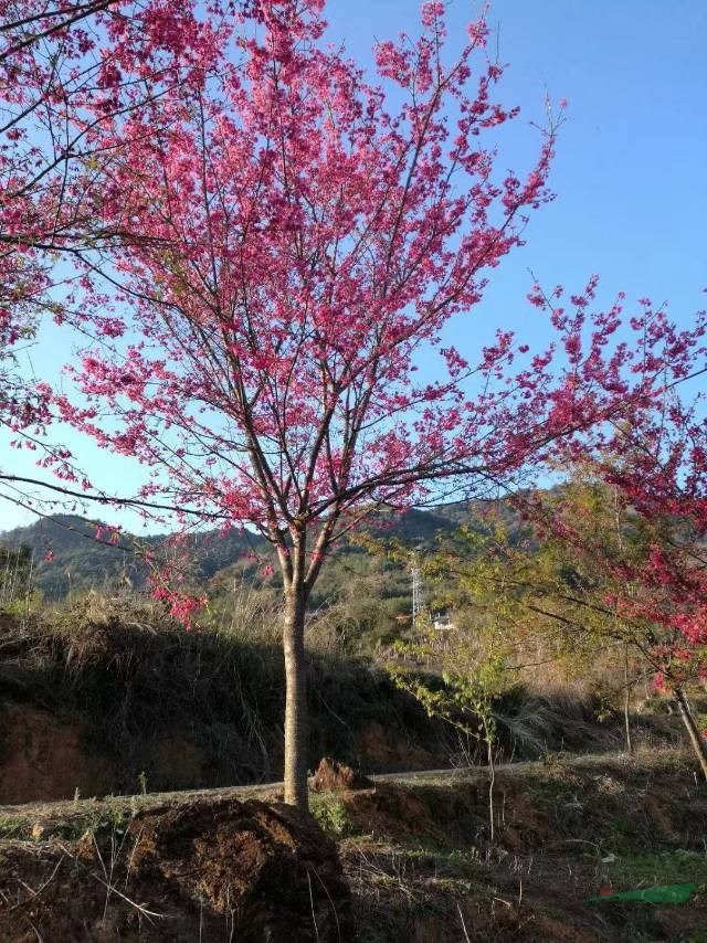 华南地区福建山樱花批发，这是今天从基地实拍的福建山樱花，本基
