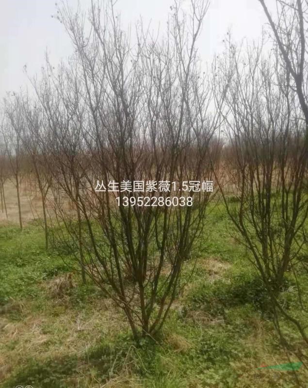 美國(guó)紫薇叢生1.5米冠幅