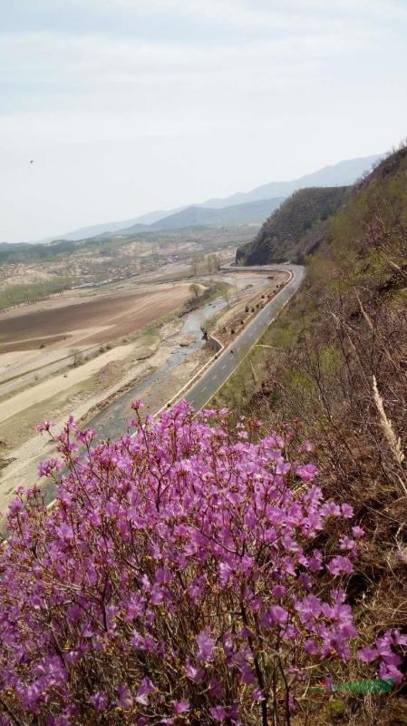 映山红  丛生映山红  杜鹃  山杜鹃