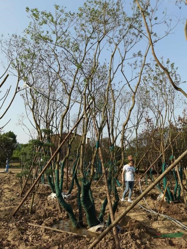 河南叢生烏桕