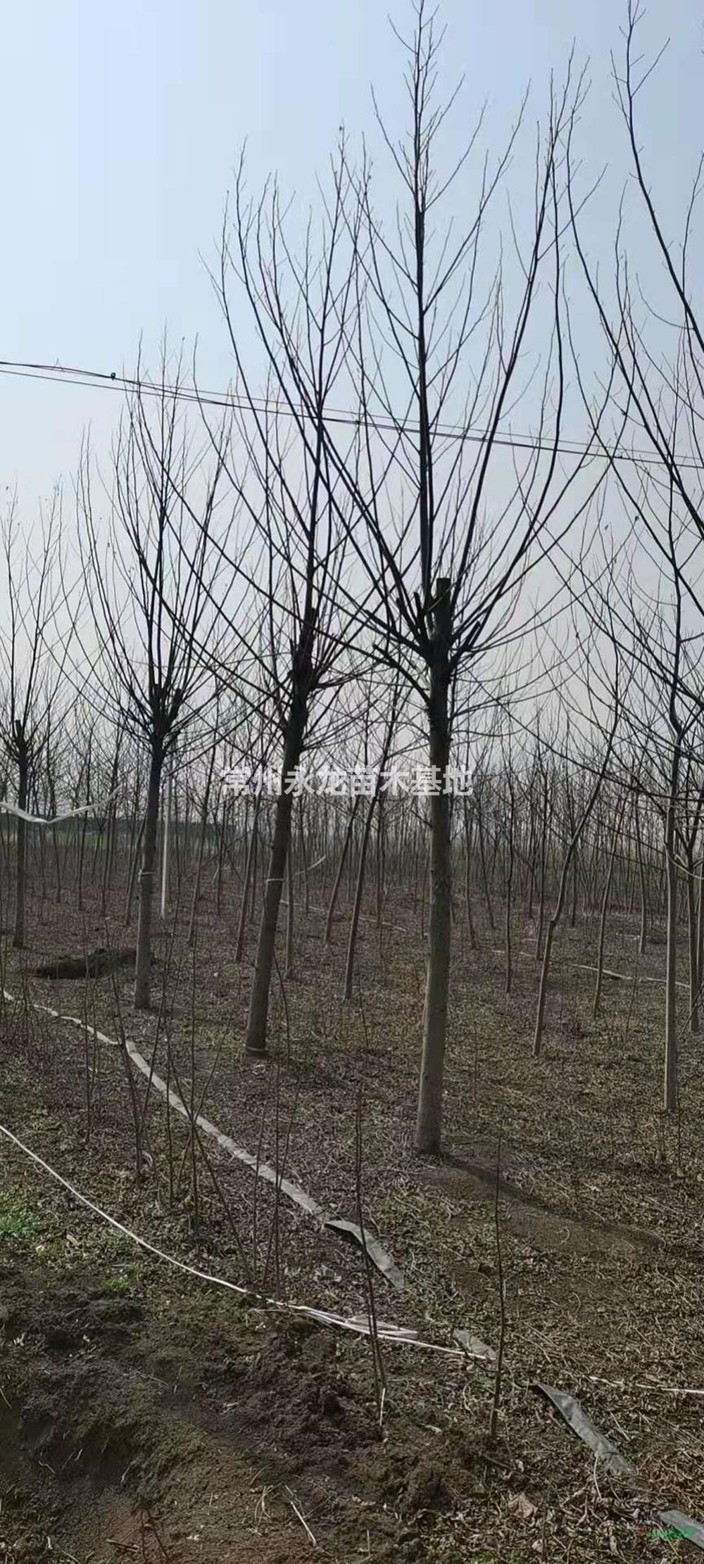 江蘇常州楓楊行情報(bào)價(jià)/江蘇常州楓楊圖片展示