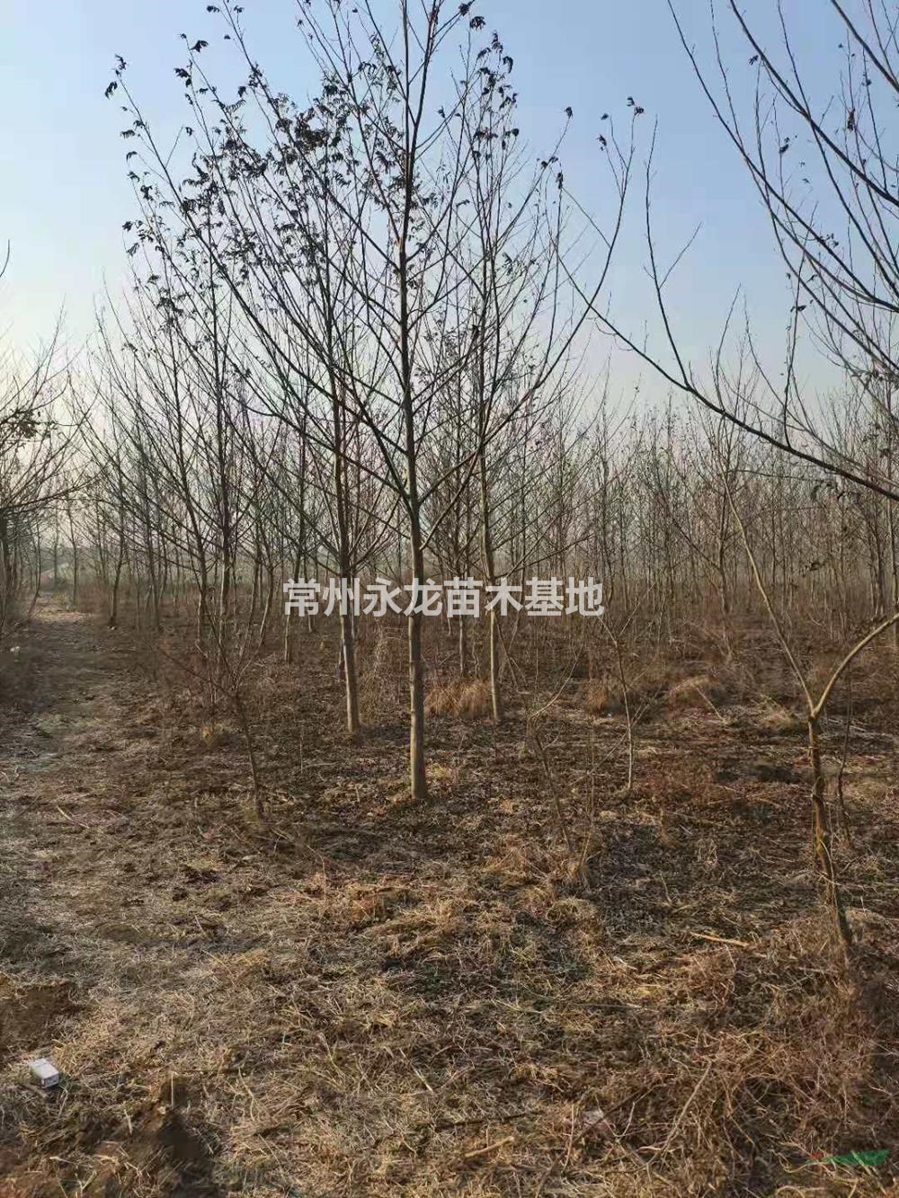 江蘇常州楓楊行情報(bào)價(jià)/江蘇常州楓楊圖片展示