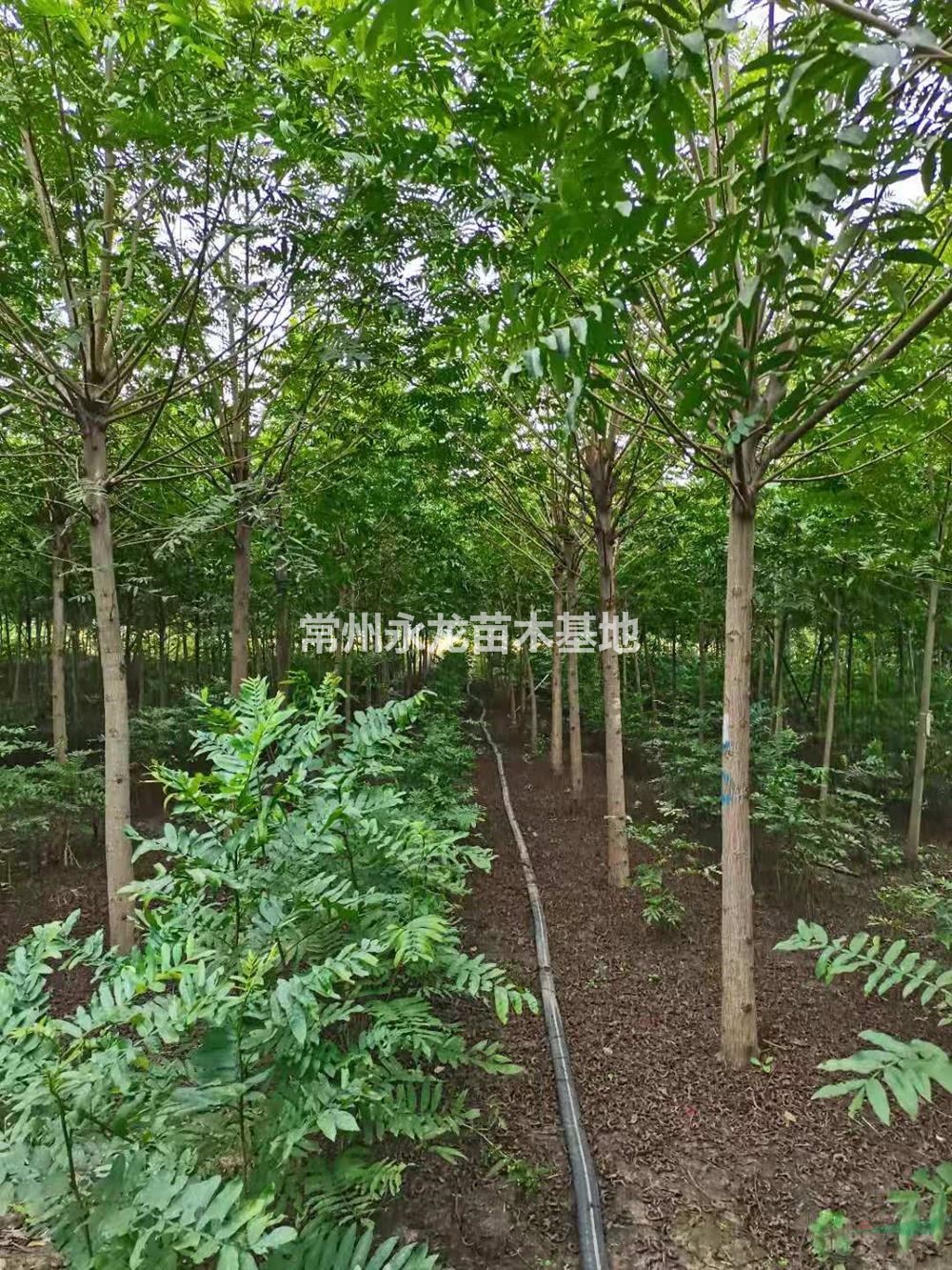 江蘇常州楓楊哪里便宜/江蘇楓楊價(jià)格哪里低