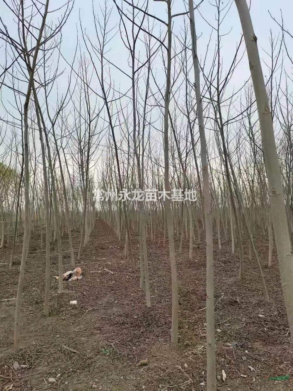 江蘇常州楓楊哪里便宜/江蘇楓楊價(jià)格哪里低