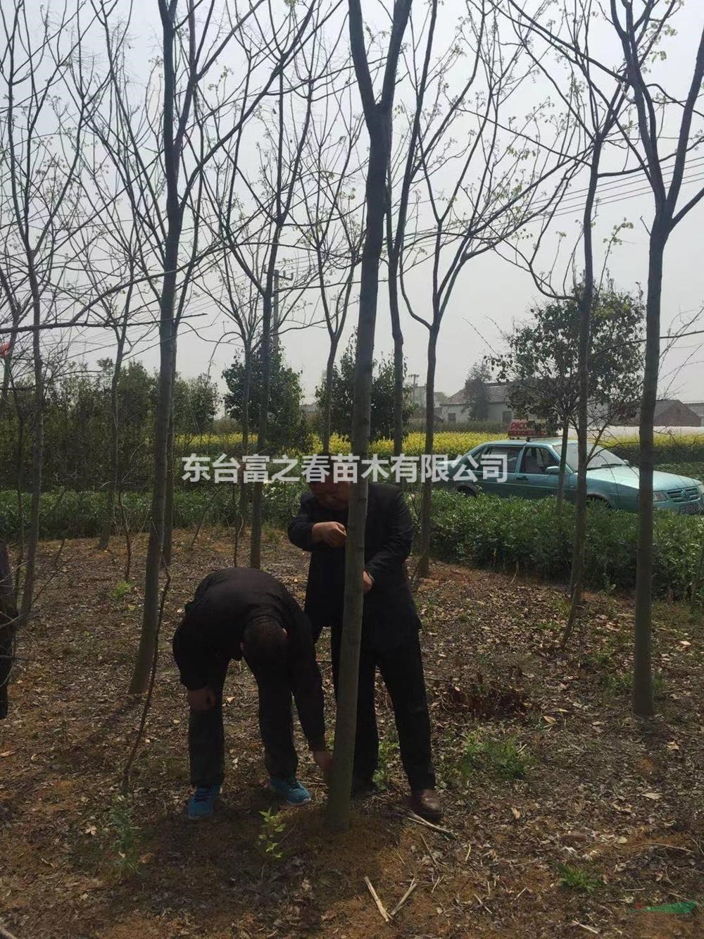 江苏栾树价格 东台黄山栾树产地 栾树供应商 精品栾树