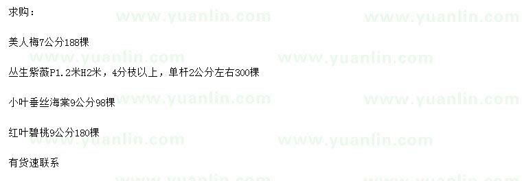 求購(gòu)美人梅、叢生紫薇、小葉垂絲海棠等
