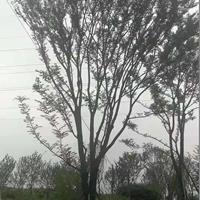 2021年湖南樸樹新報價