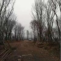 湖南樸樹基地圖片/樸樹基地報價