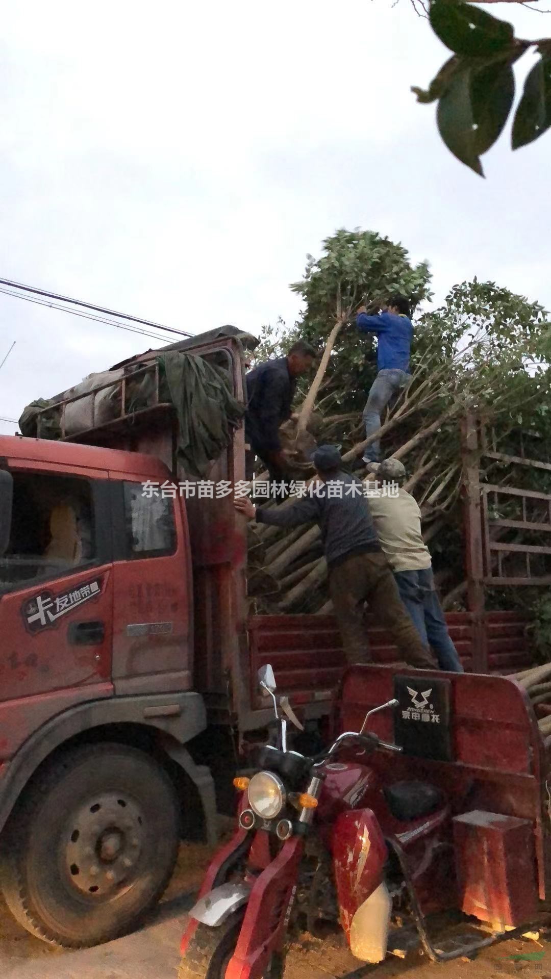 江蘇10公分大葉女貞起苗 大葉女貞價(jià)格便宜一手貨源