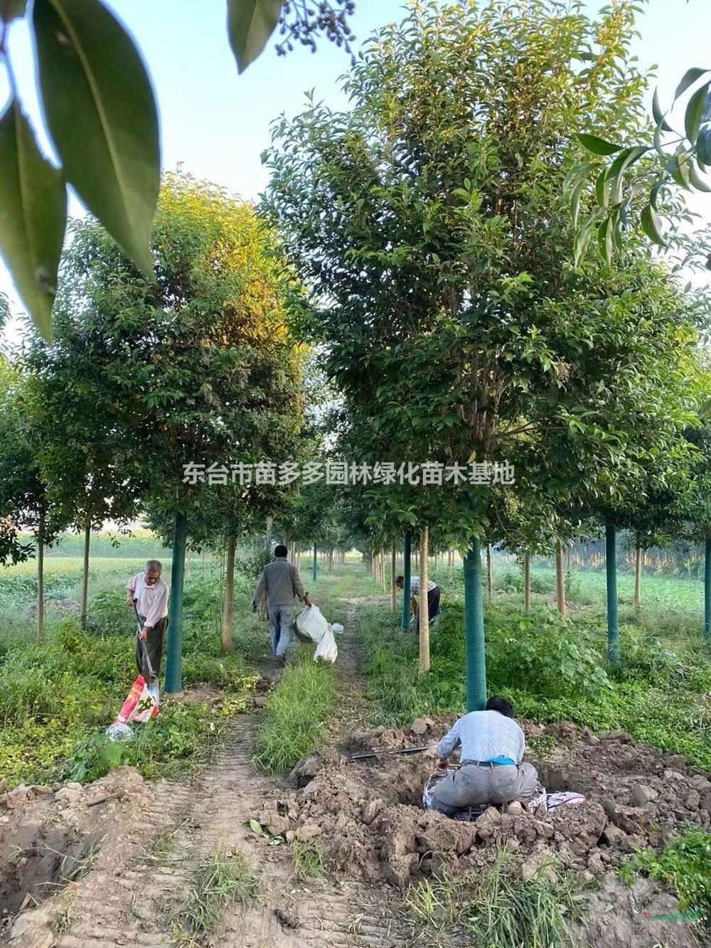江蘇10公分大葉女貞起苗 大葉女貞價(jià)格便宜一手貨源