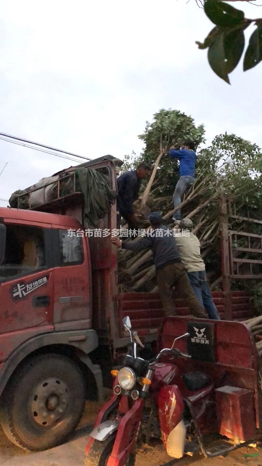 江蘇大葉女貞哪里好 精品大葉女貞哪家便宜