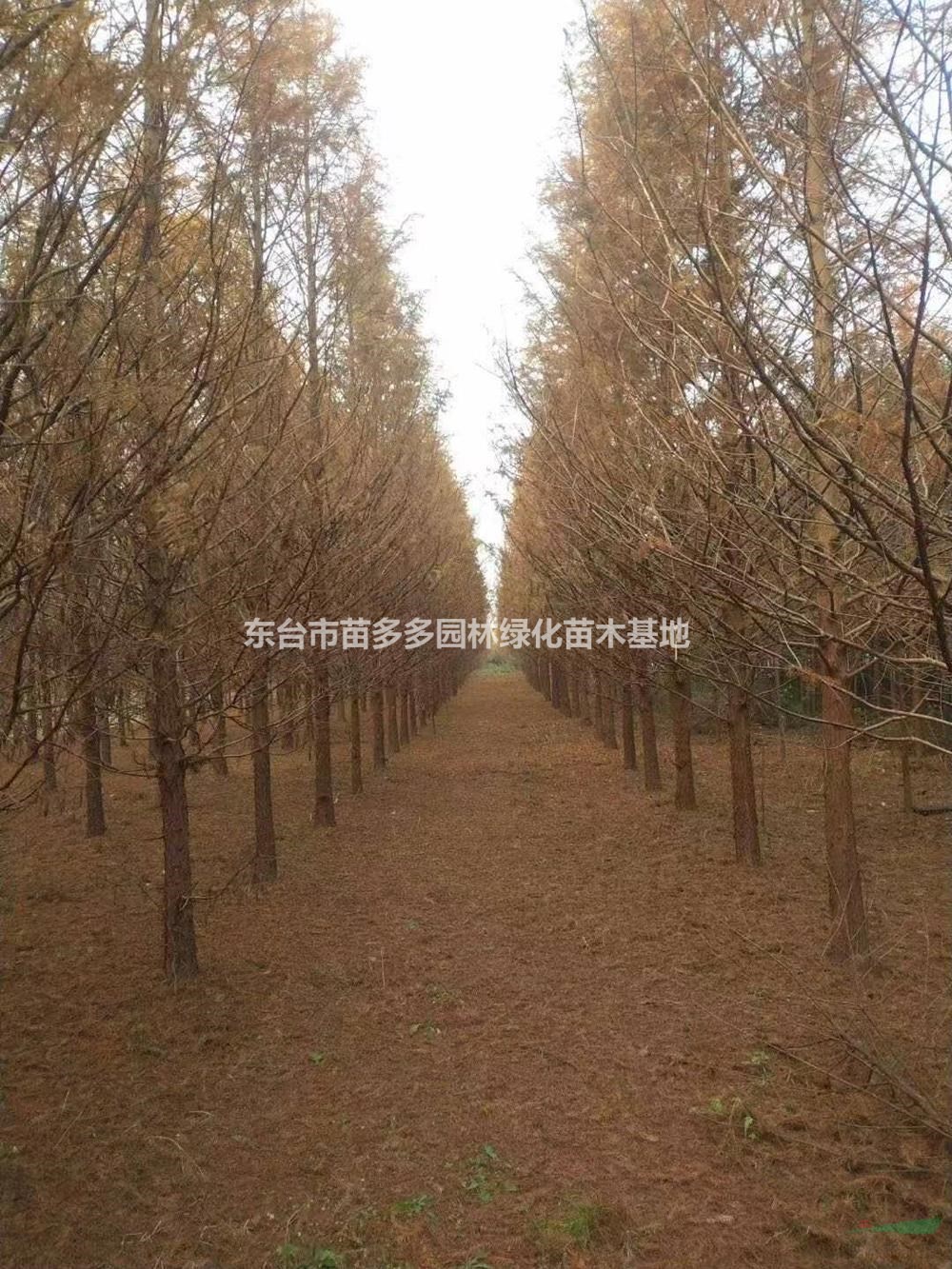 江蘇水杉基地 東臺水杉報價 水杉供應(yīng)商
