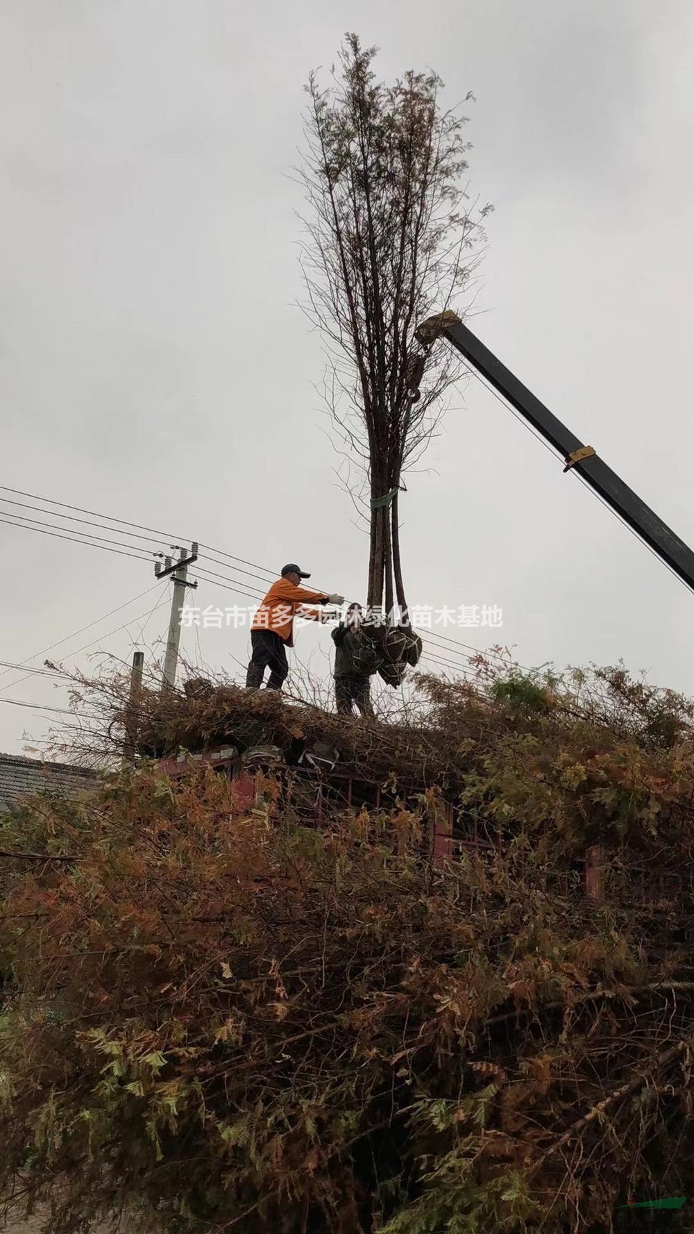 江蘇供應(yīng)水杉規(guī)格齊全 8公分水杉多少錢一棵