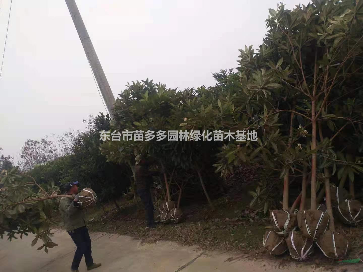江蘇供應(yīng)枇杷規(guī)格齊全 枇杷苗批發(fā)